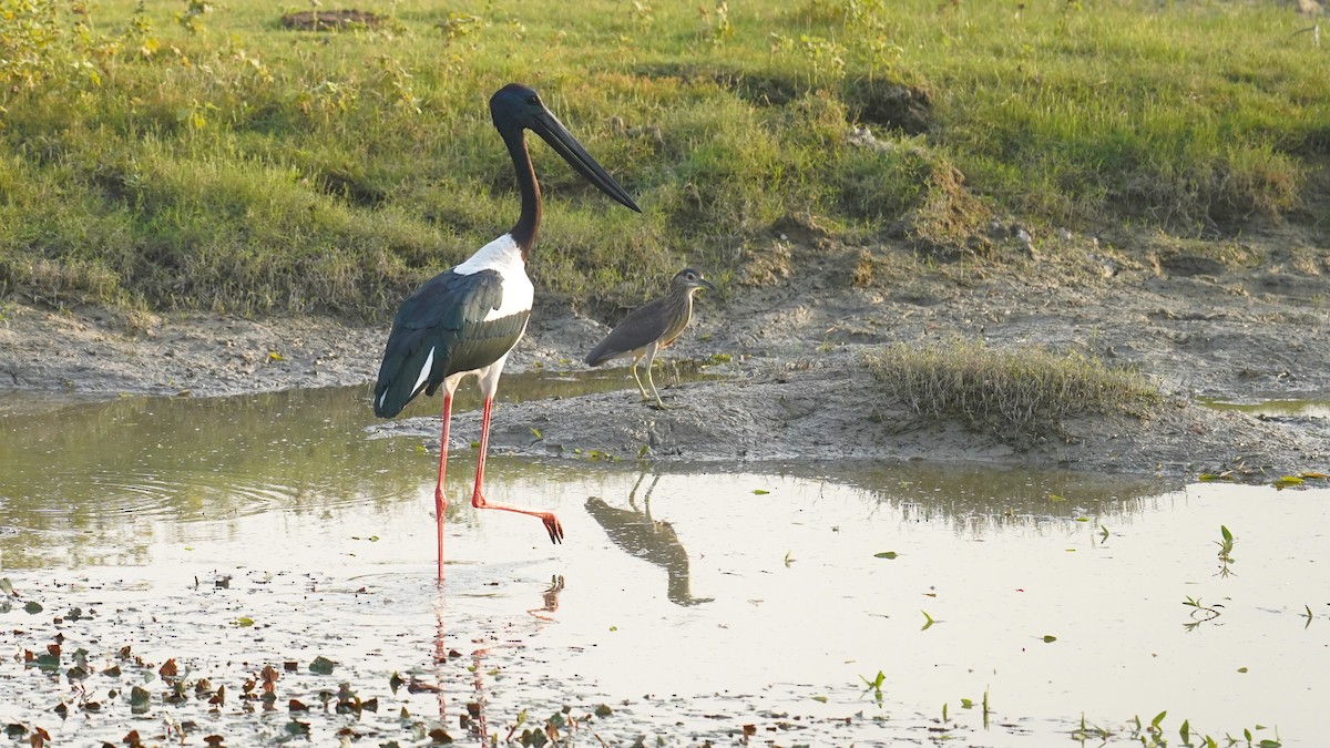 Black-necked Stork - ML620632883