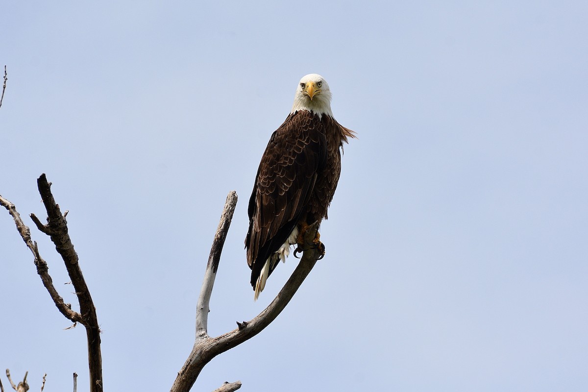 Weißkopf-Seeadler - ML620632884