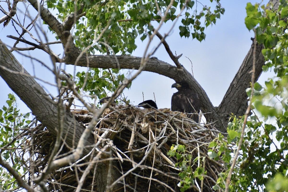 Weißkopf-Seeadler - ML620632885