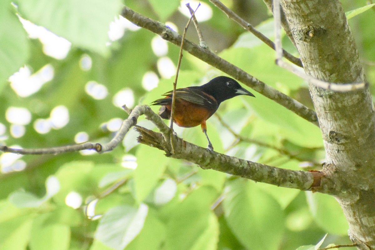 Orchard Oriole - ML620632889