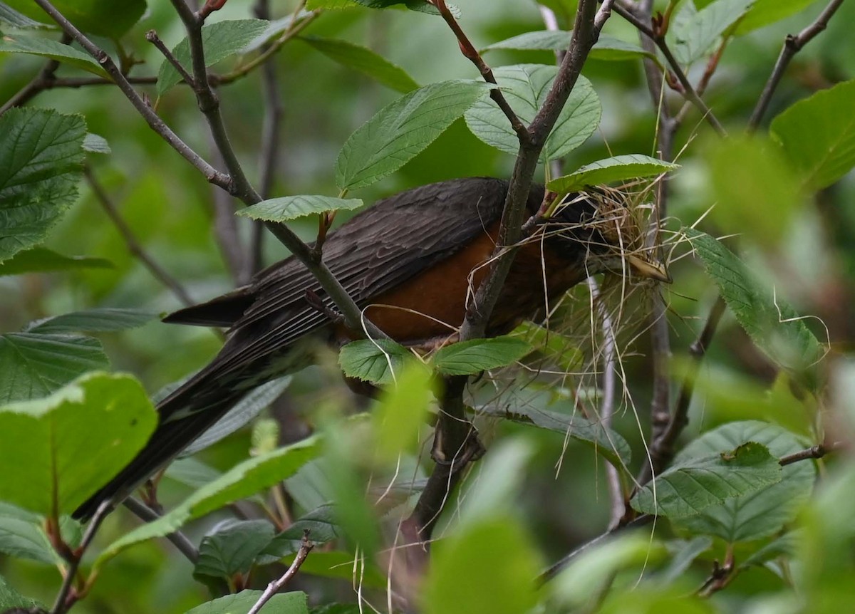 American Robin - ML620632891