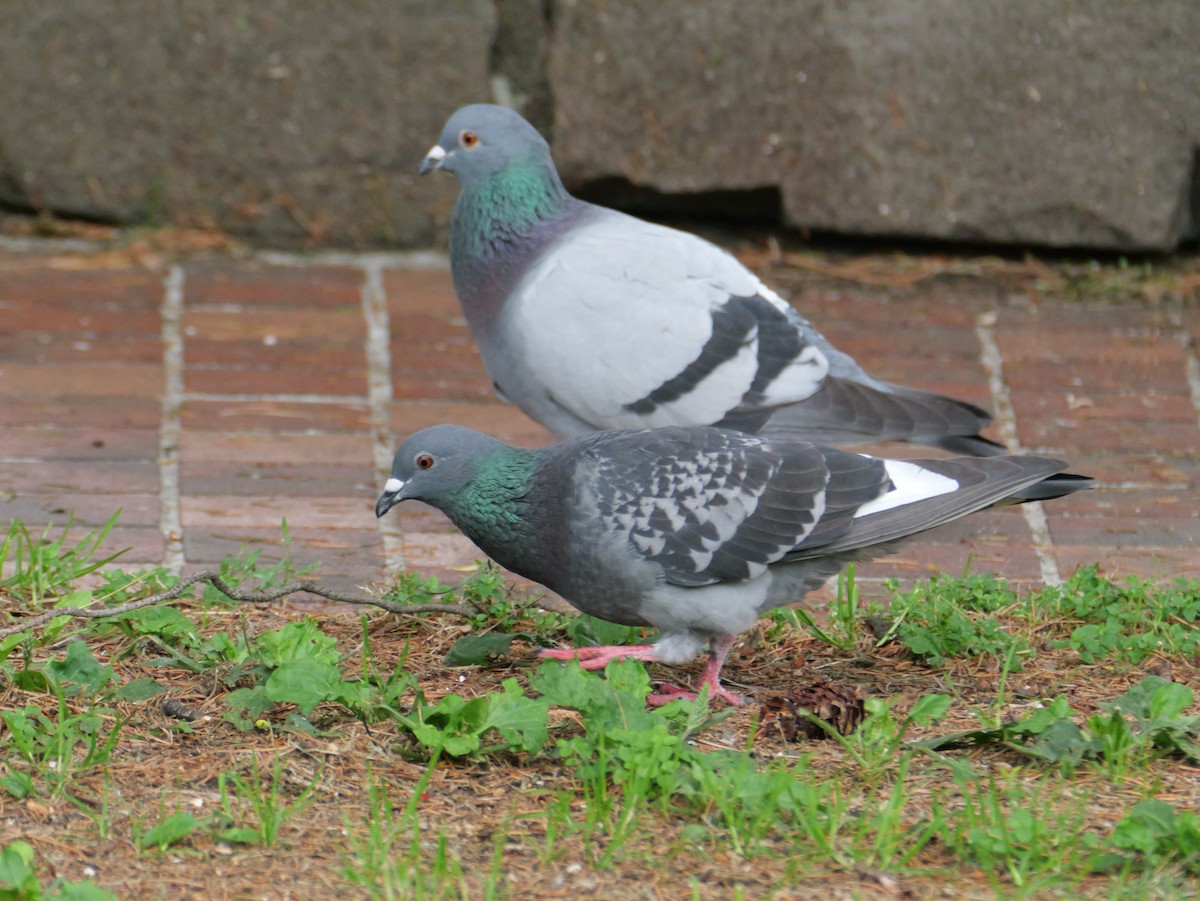 Rock Pigeon (Feral Pigeon) - ML620632896