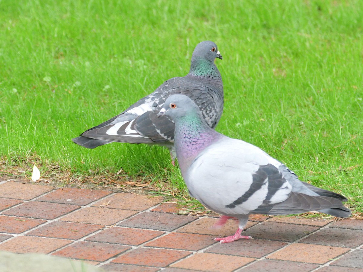 Rock Pigeon (Feral Pigeon) - ML620632898