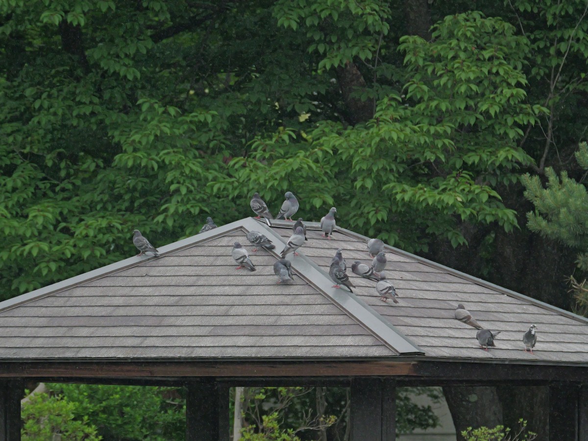 Rock Pigeon (Feral Pigeon) - ML620632899