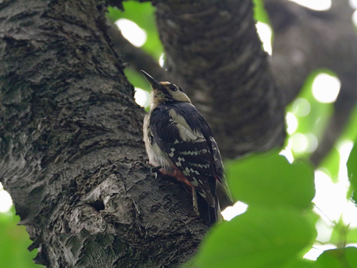 Great Spotted Woodpecker - ML620632900