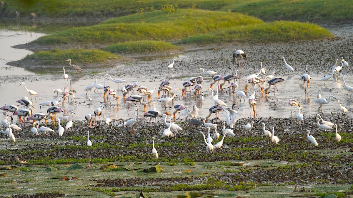 Painted Stork - ML620632901