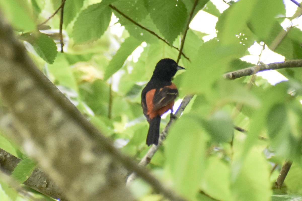 Orchard Oriole - ML620632906