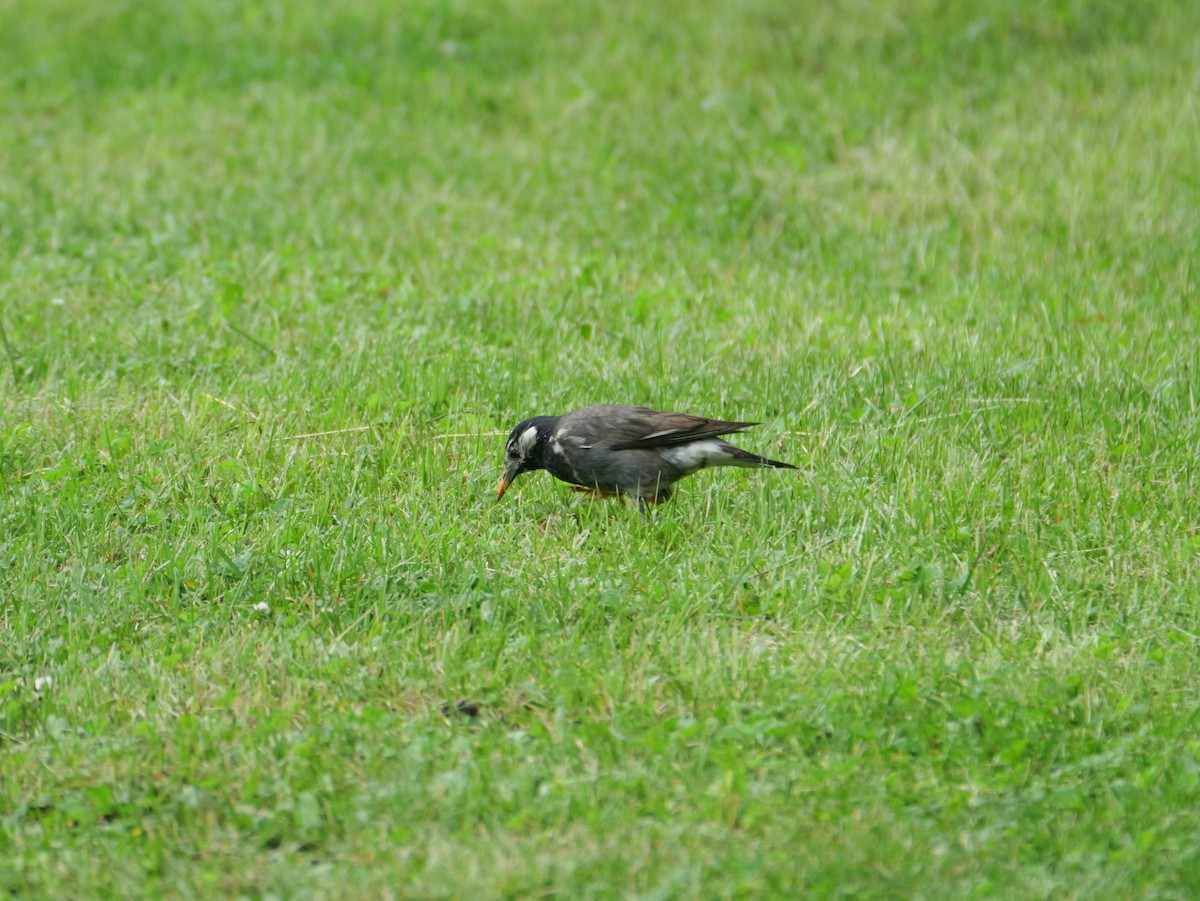 White-cheeked Starling - ML620632908