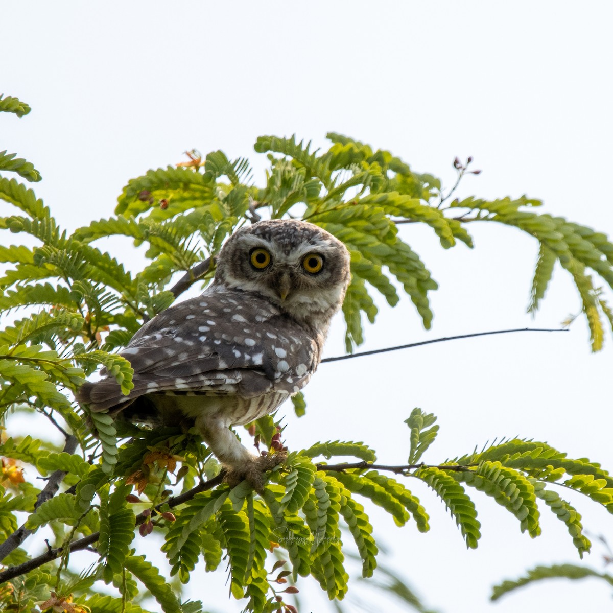 Spotted Owlet - ML620632909