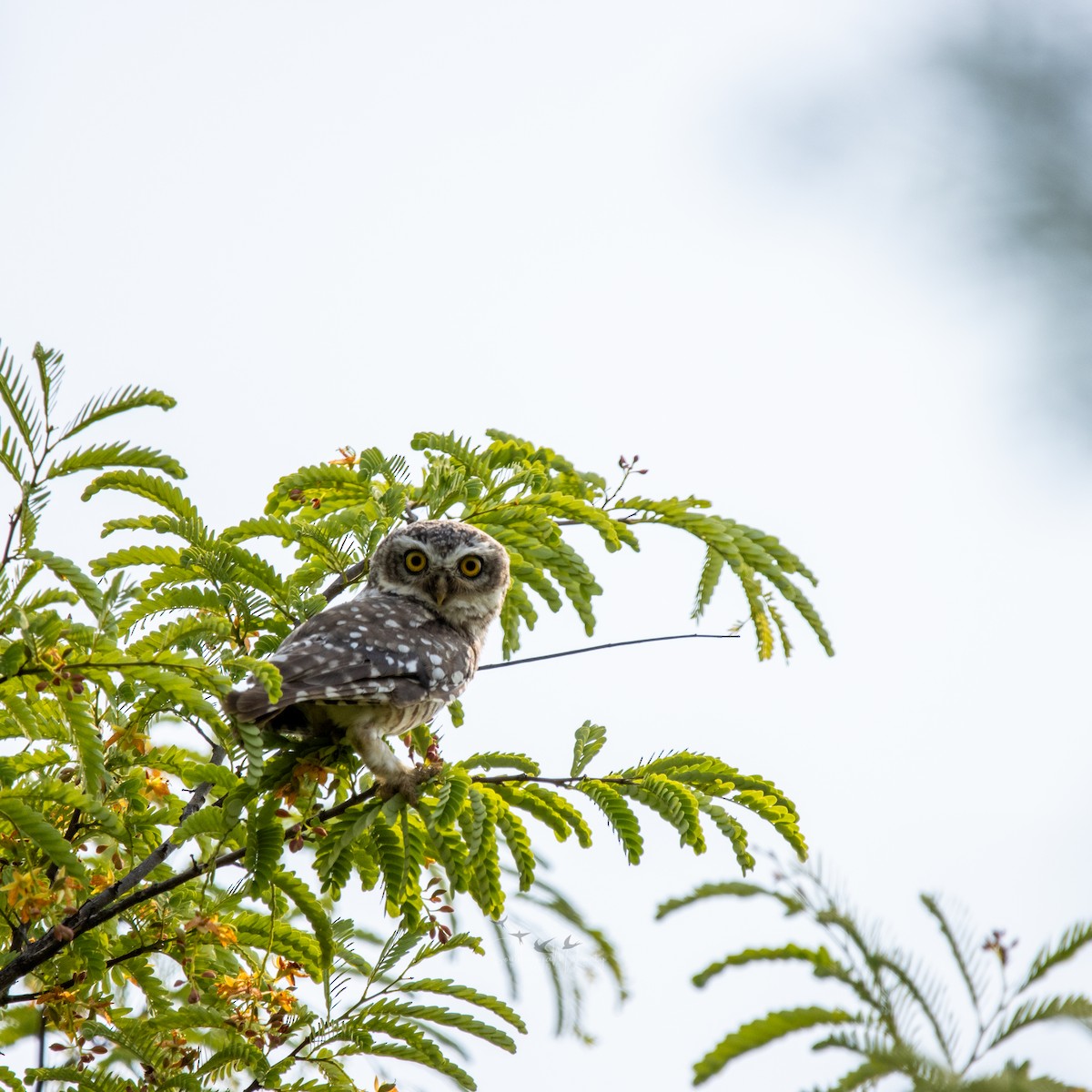 Spotted Owlet - ML620632910