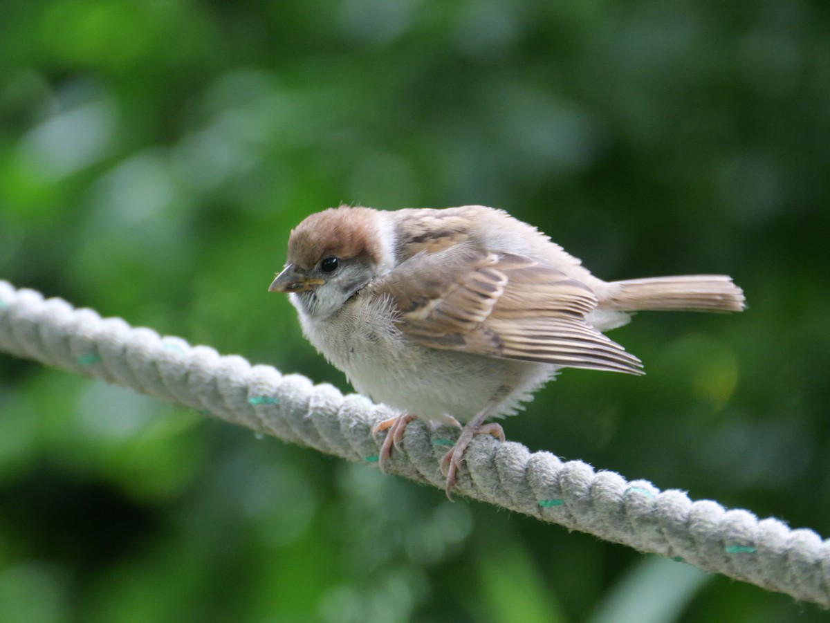 Eurasian Tree Sparrow - ML620632912