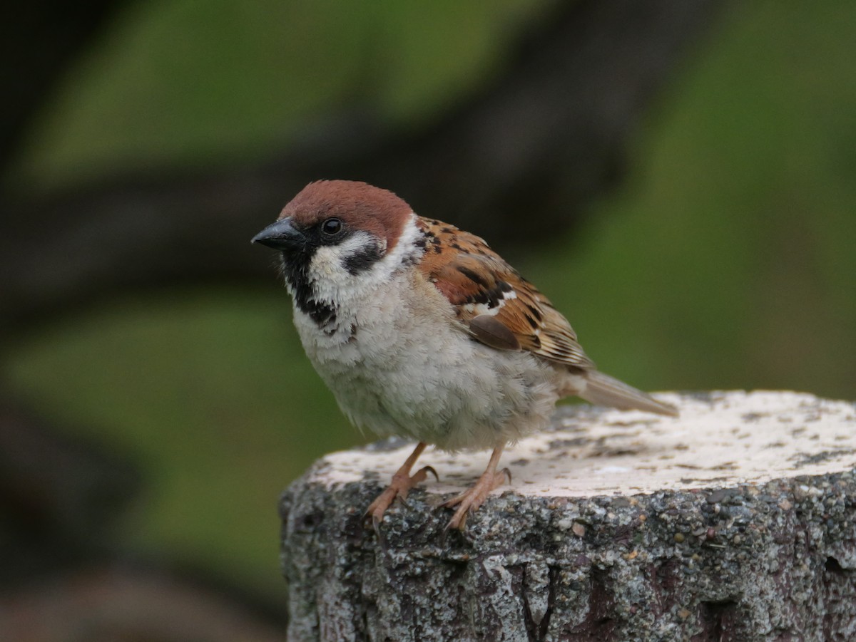 Eurasian Tree Sparrow - ML620632913