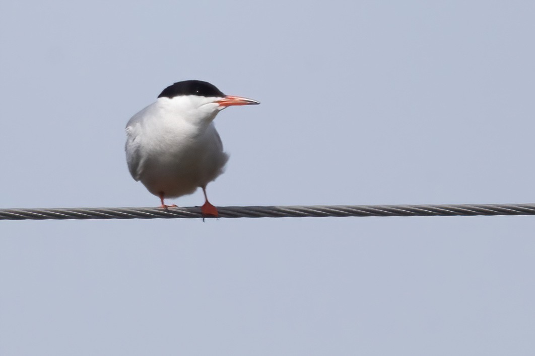 Common Tern - ML620632918