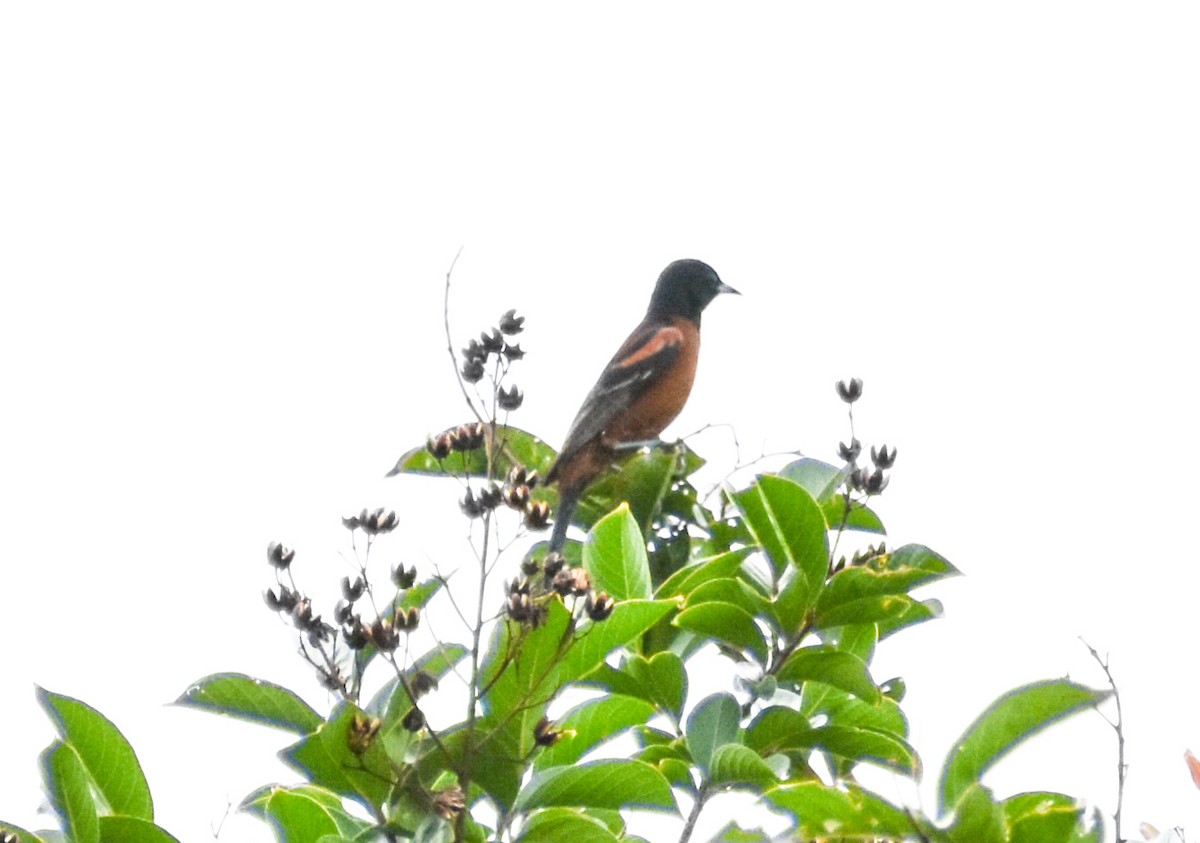 Orchard Oriole - ML620632919