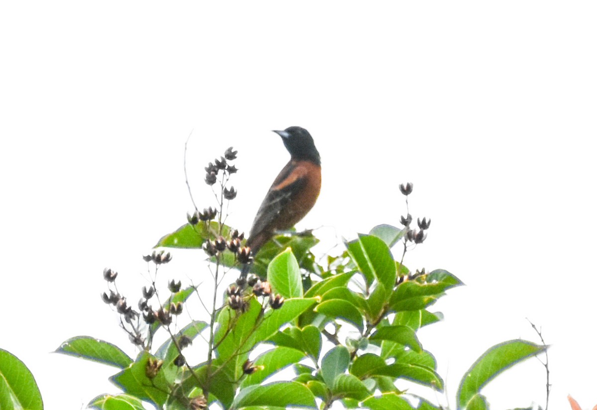 Orchard Oriole - ML620632924