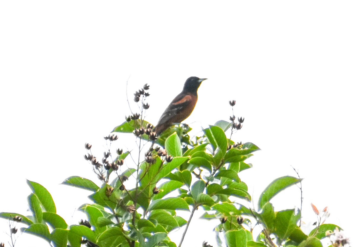 Orchard Oriole - ML620632925
