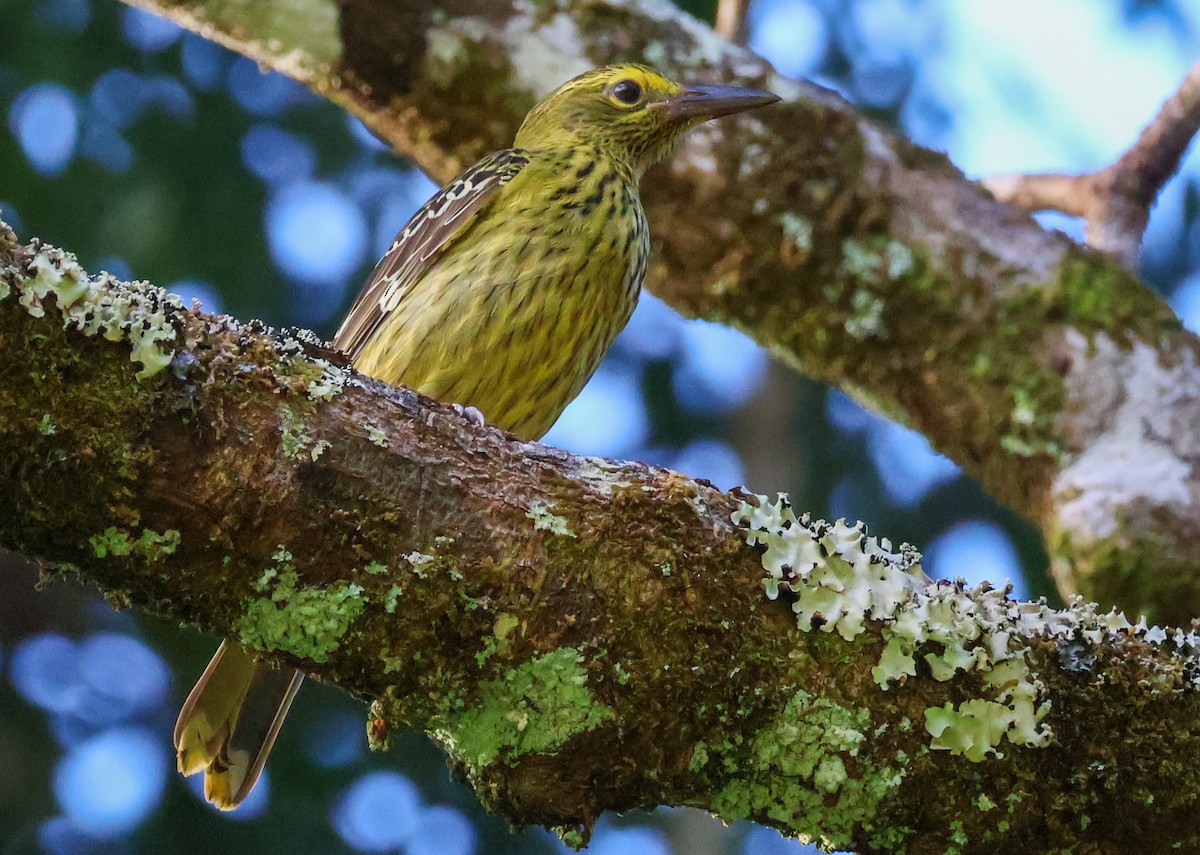 Green Oriole - ML620632927