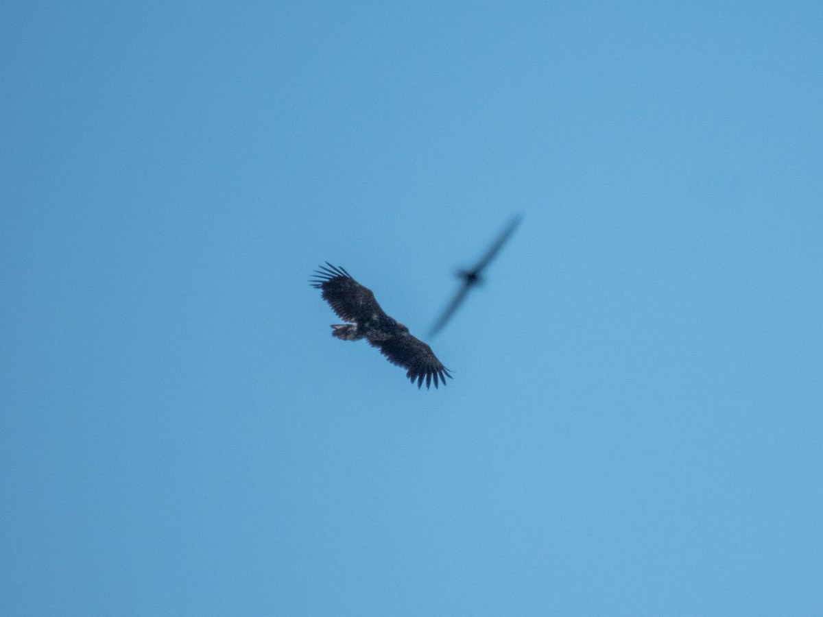 White-tailed Eagle - ML620632932