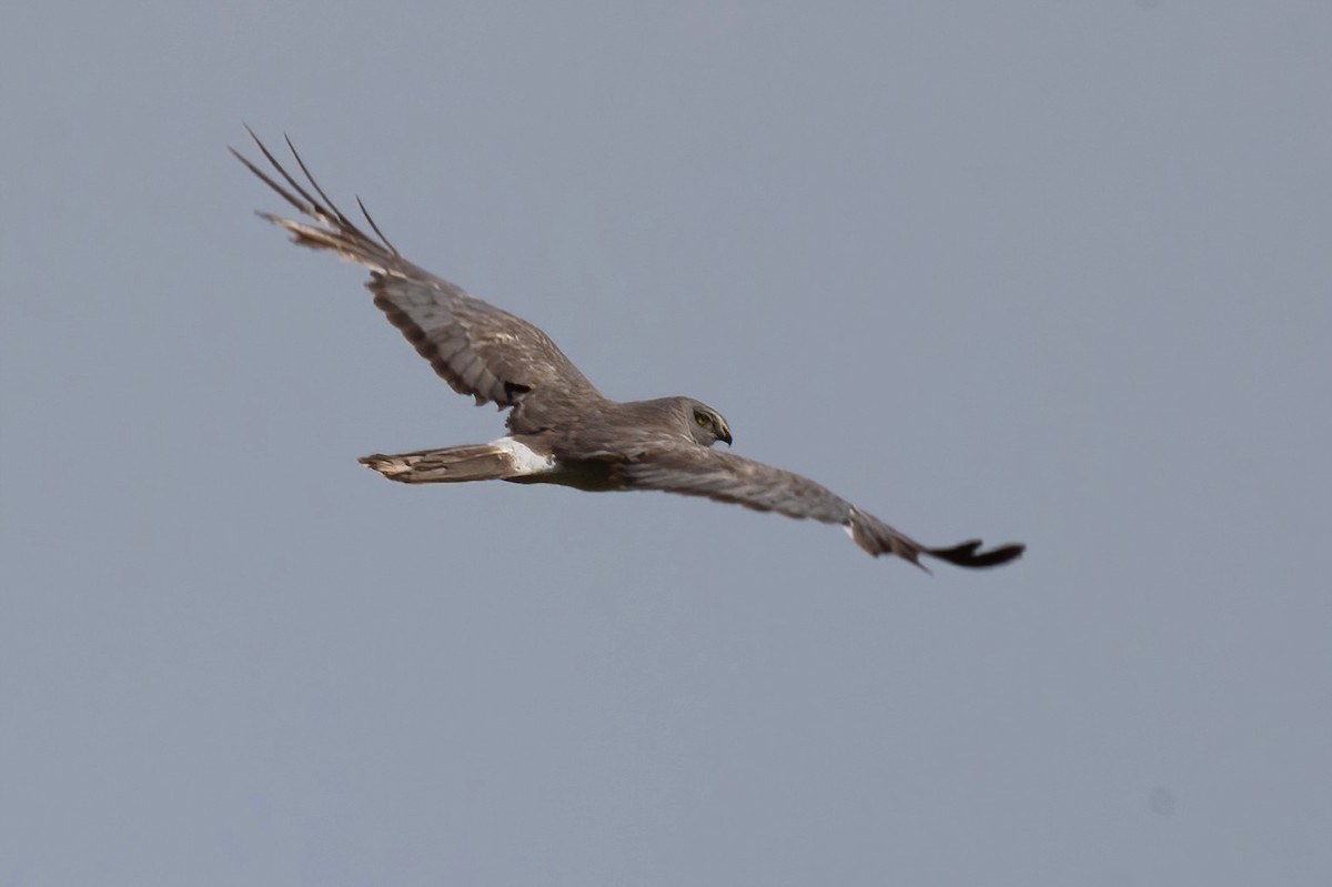 Aguilucho de Hudson - ML620632934