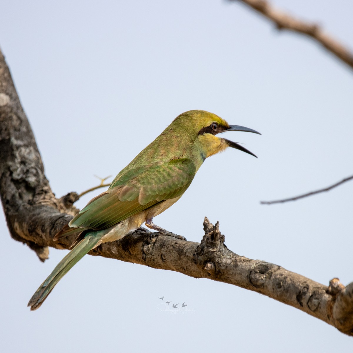 Asian Green Bee-eater - ML620632935