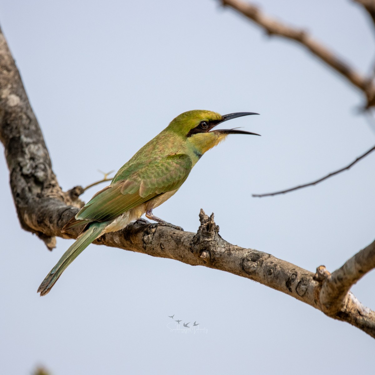 Asian Green Bee-eater - ML620632936