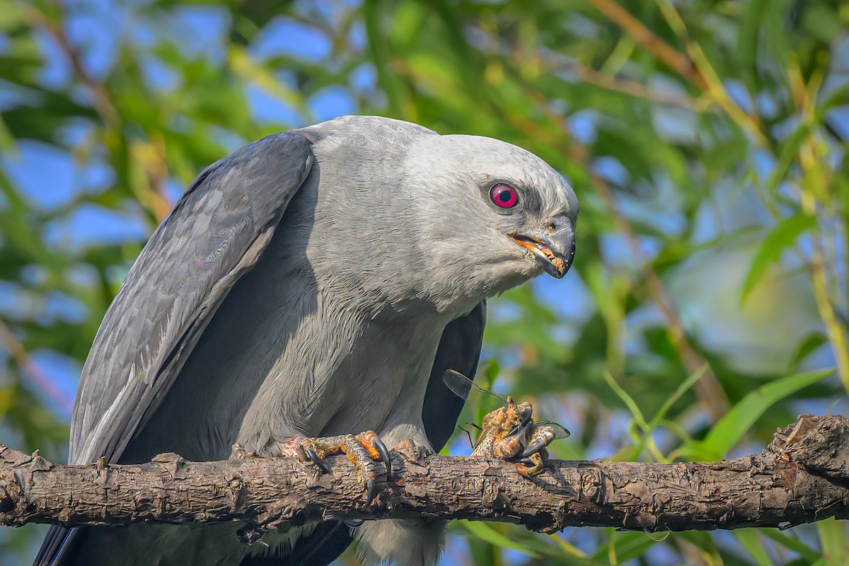 Mississippi Kite - ML620632937