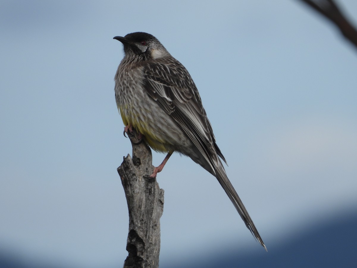 Red Wattlebird - ML620632938