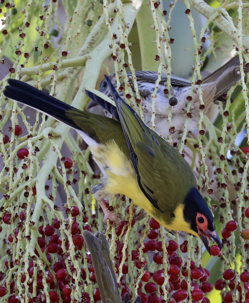 Australasian Figbird - ML620632940