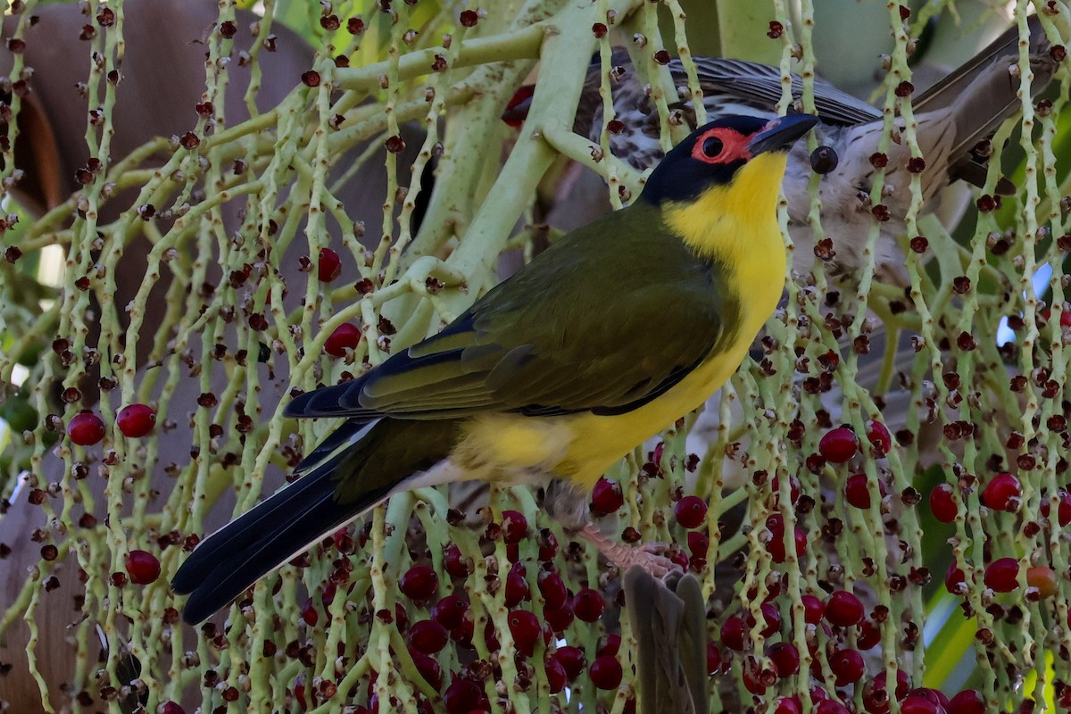 Australasian Figbird - ML620632941