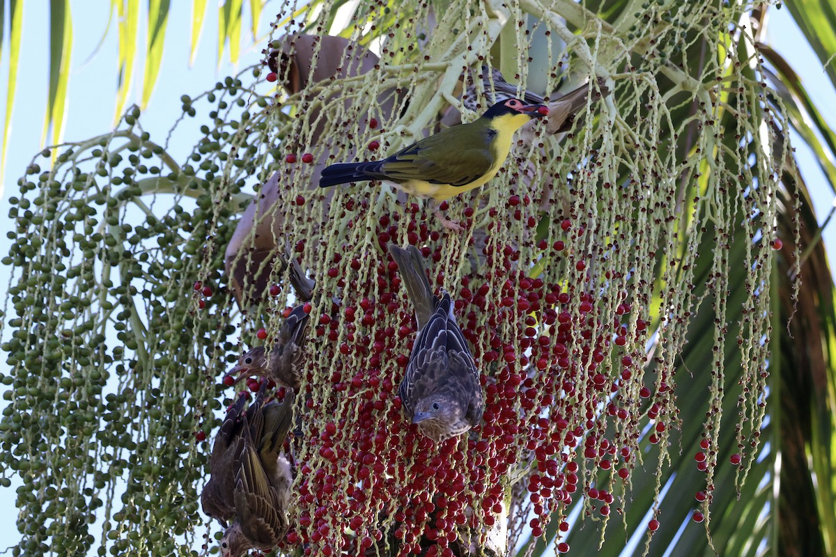 Australasian Figbird - ML620632942