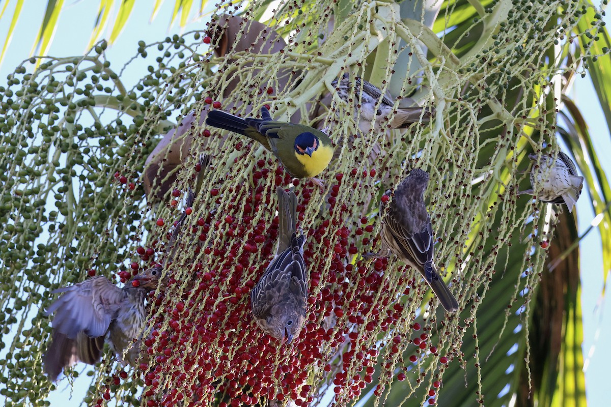 Australasian Figbird - ML620632943