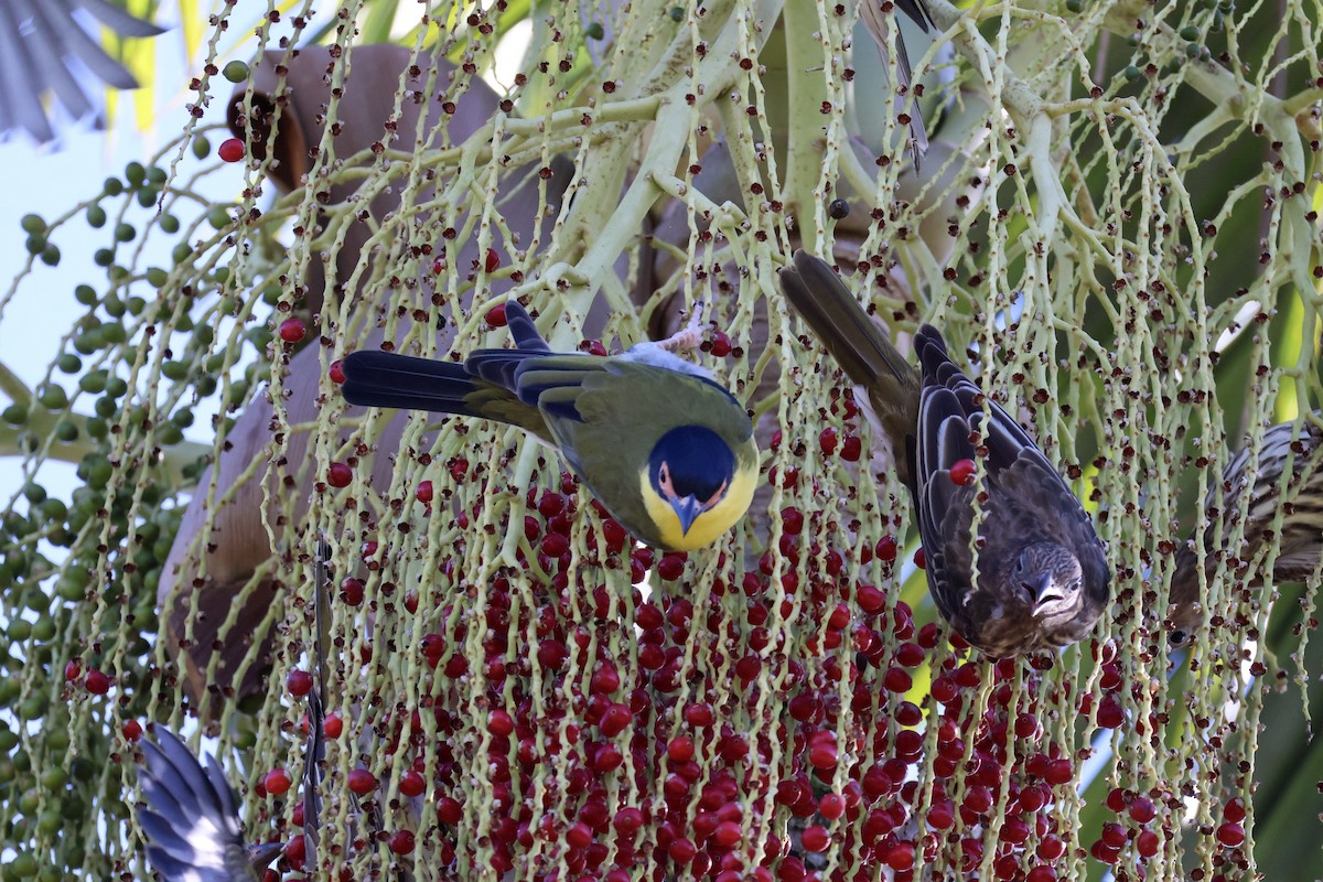 Australasian Figbird - Sonia Boughton