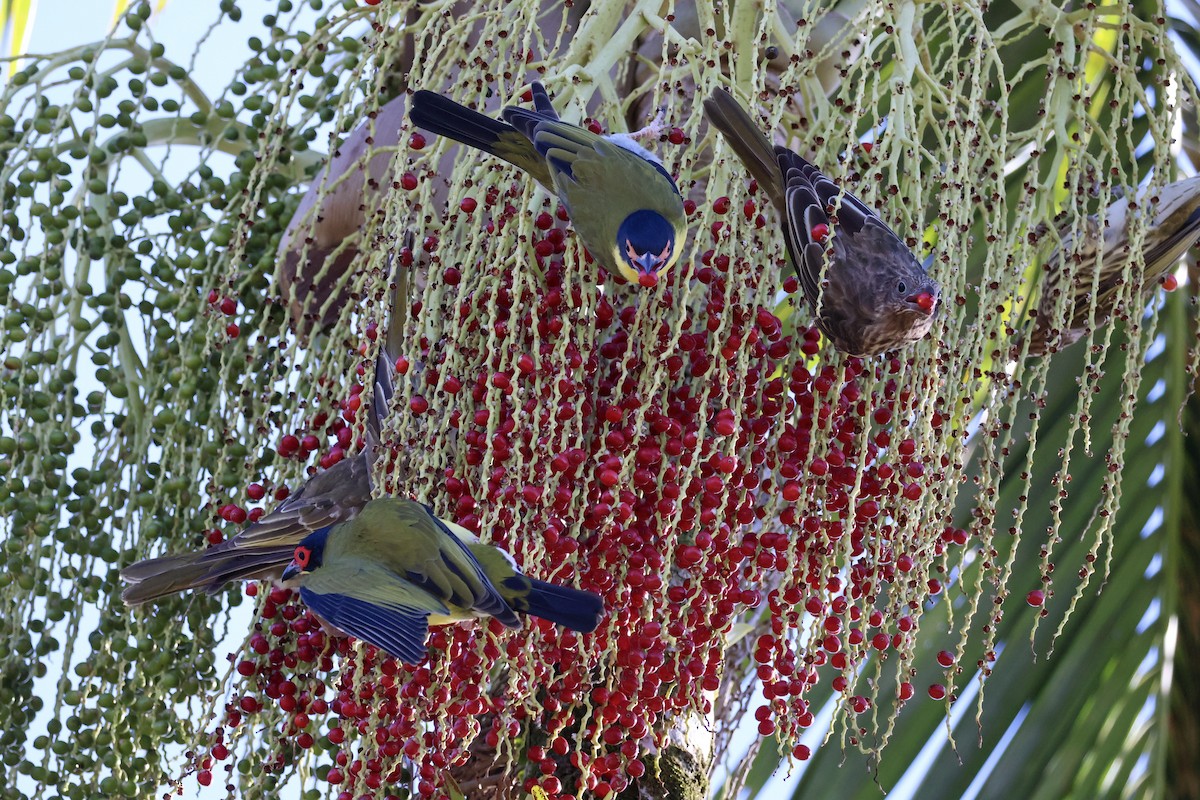 Australasian Figbird - ML620632945