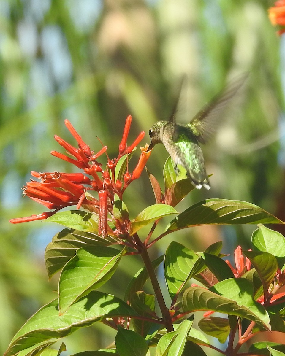 Ruby-throated Hummingbird - ML620632959