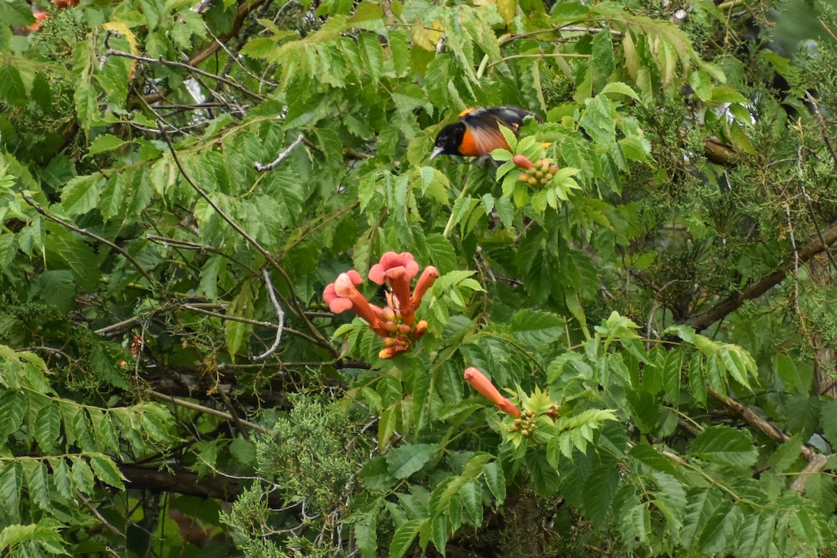 Oriole de Baltimore - ML620632963