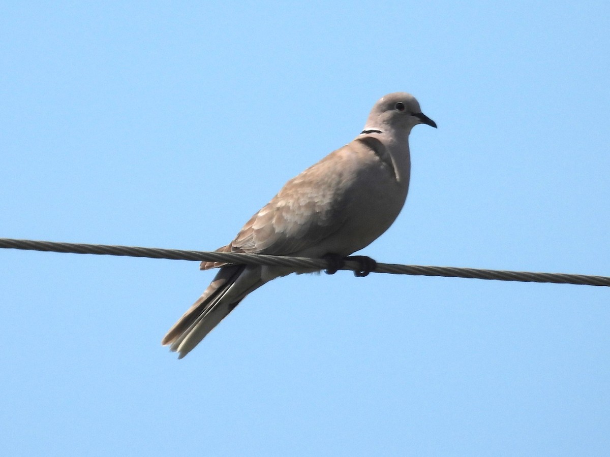 Eurasian Collared-Dove - ML620632969