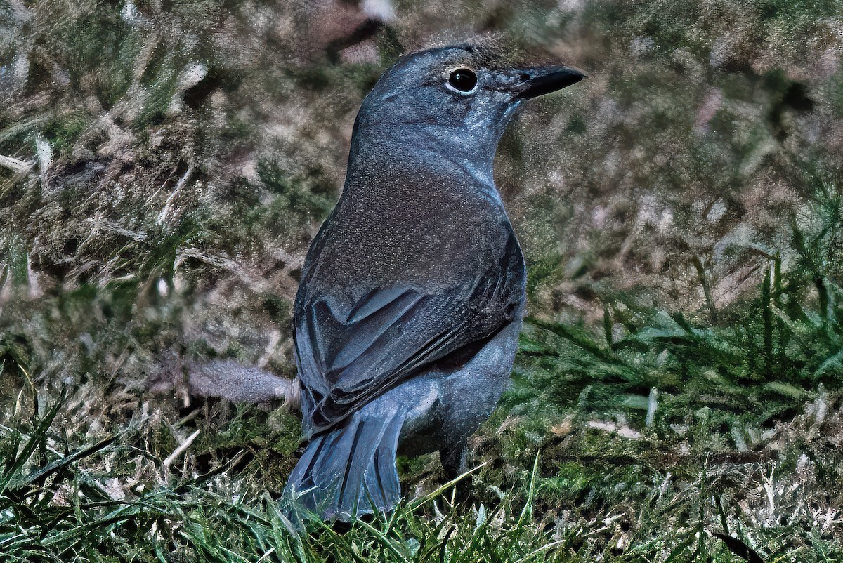 Gray Shrikethrush - ML620632971