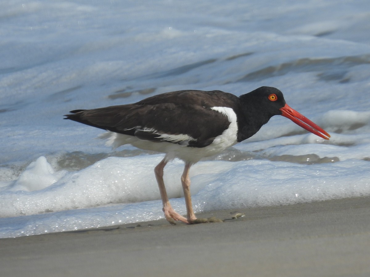 American Oystercatcher - ML620632977