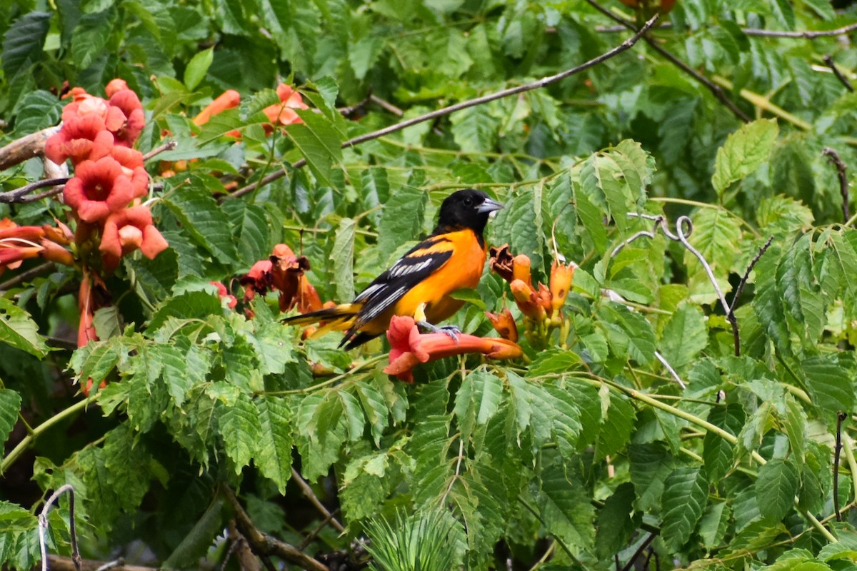 Baltimore Oriole - ML620632980