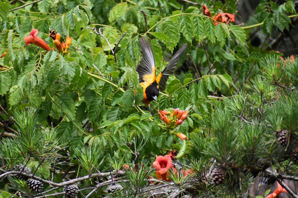 Oriole de Baltimore - ML620632983