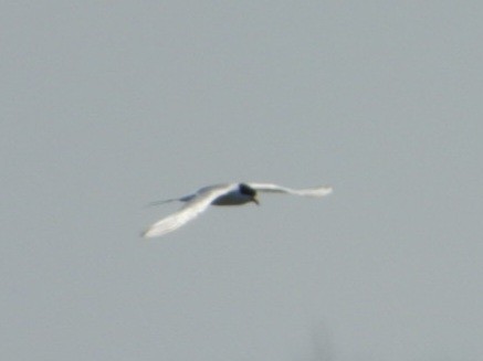 Common Tern - ML620632986