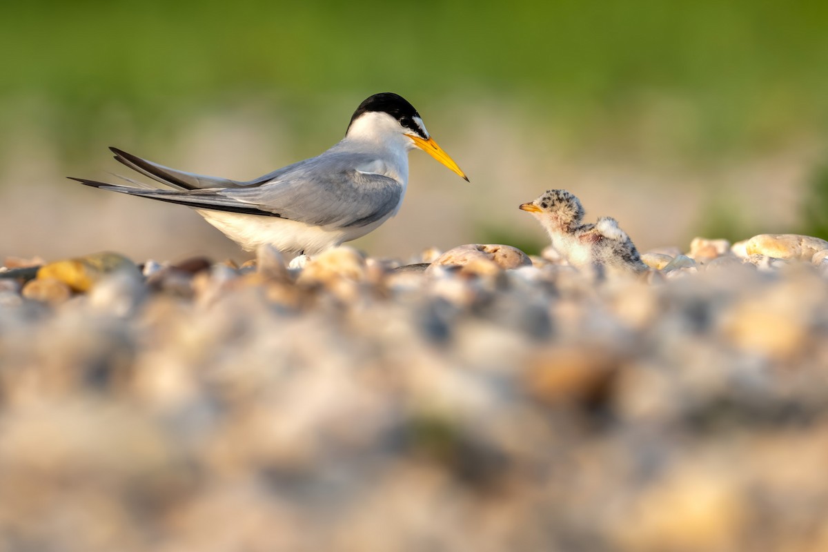 Least Tern - ML620632990