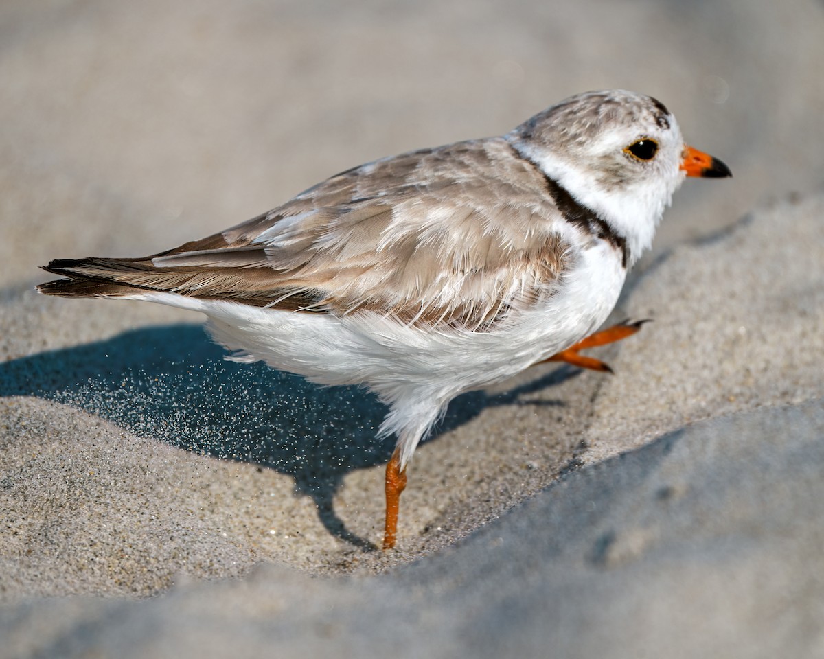 Piping Plover - ML620632997