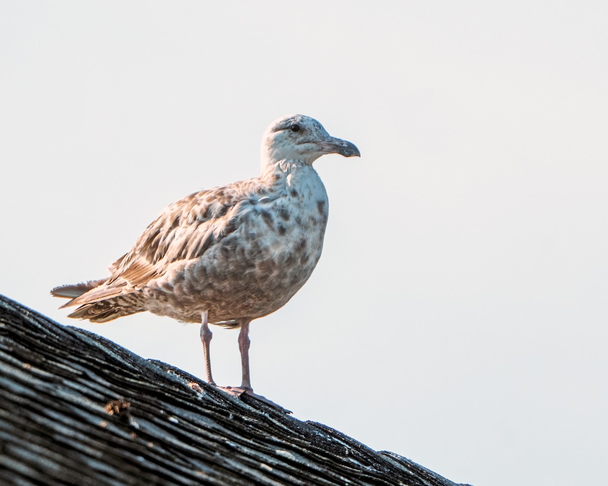 Gaviota Argéntea - ML620632998