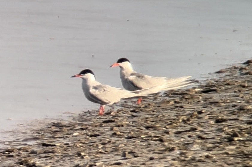 Common Tern - ML620633003