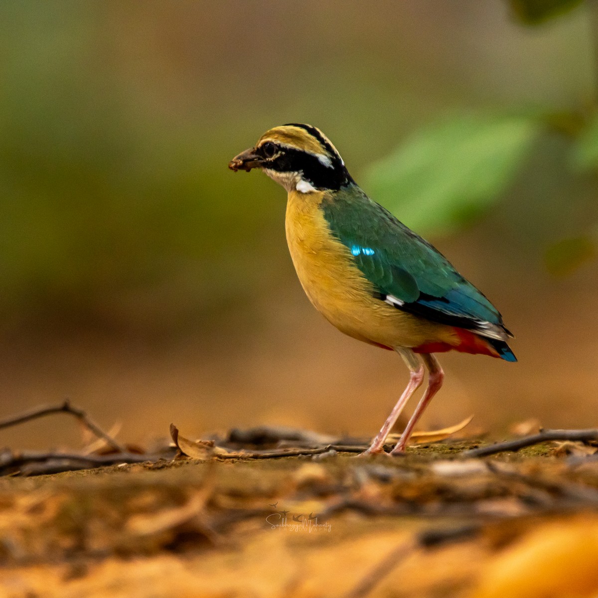 Indian Pitta - ML620633004