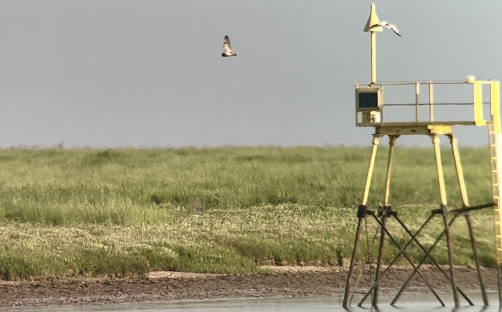 Short-eared Owl - ML620633007