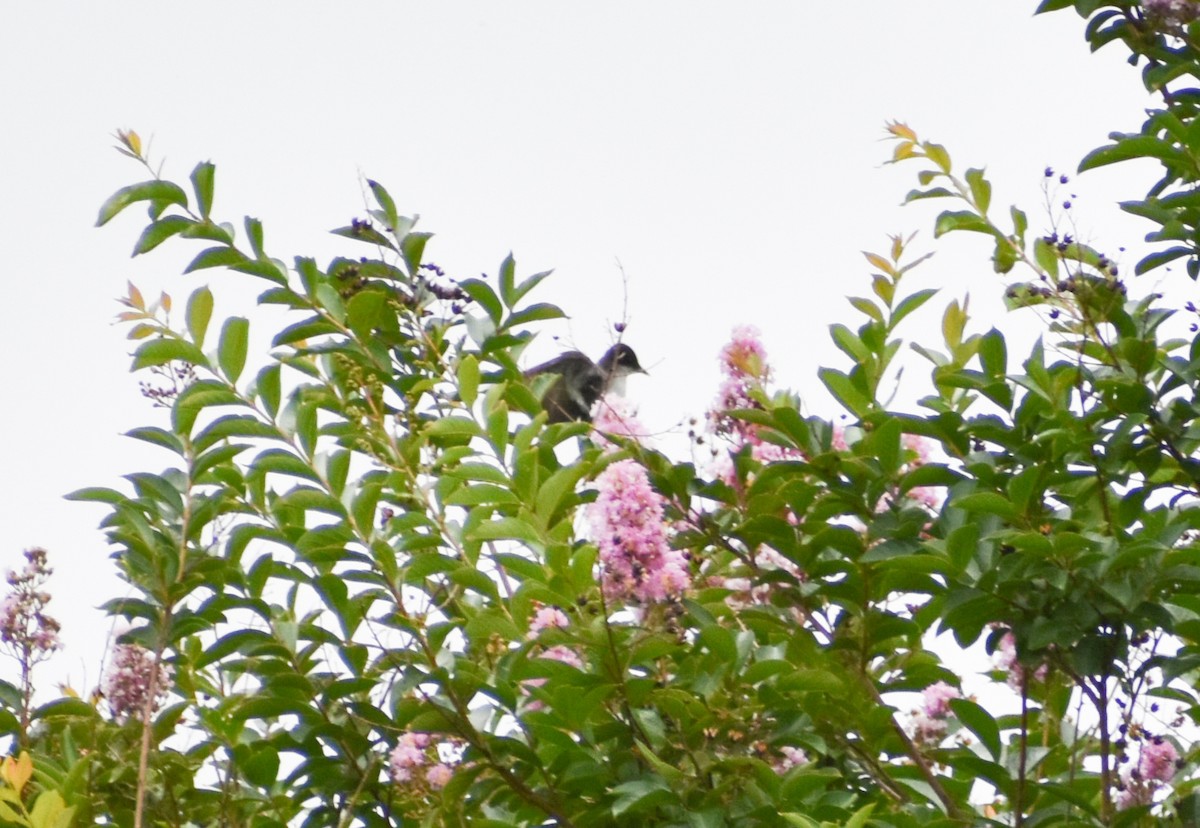 Eastern Kingbird - ML620633011