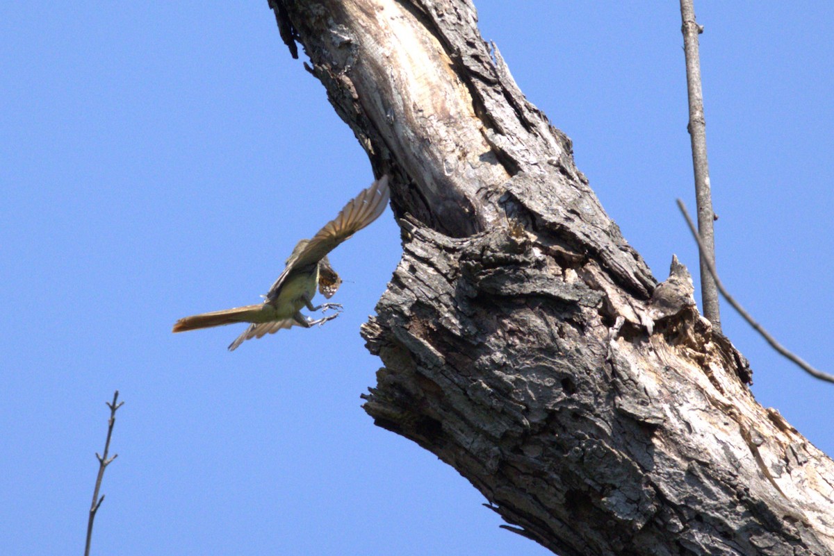 Great Crested Flycatcher - ML620633012