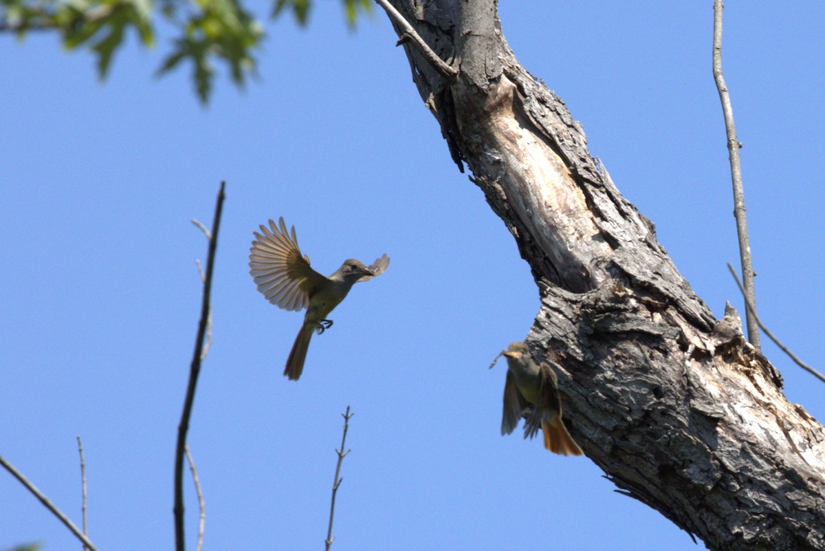 Great Crested Flycatcher - ML620633013